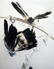 13_white-wings