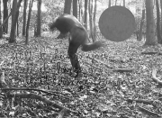 forest06_02