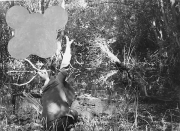 forest06_03
