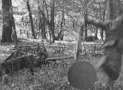 forest06_08