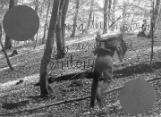 forest06_12
