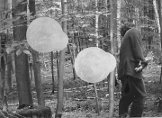 forest06_22