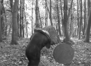 forest06_24