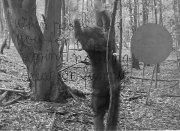 forest06_27
